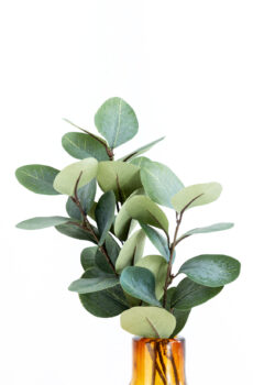 Eucalipto verde oscuro
