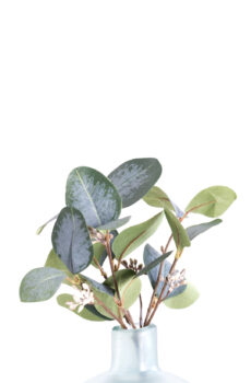 Eucalipto bush