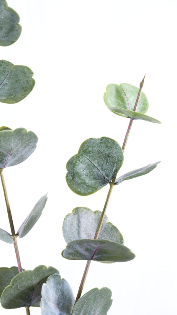 Soft Plastic Continus Leaf Spray - Image 4