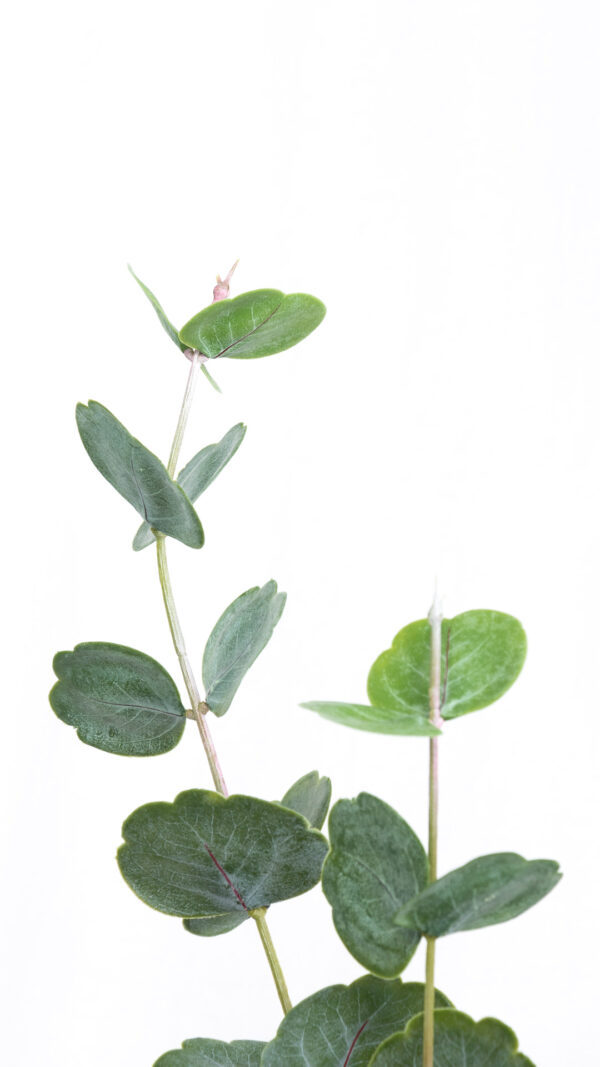 Soft Plastic Continus Leaf Spray - Image 3