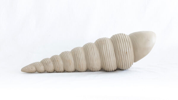 Caracol largo polveado