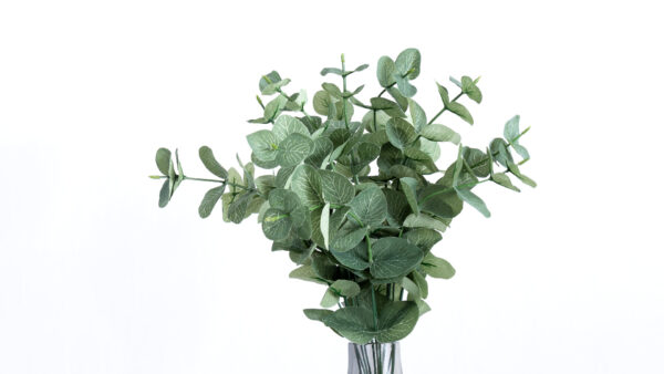 Eucalyptus lead bush green - Image 5