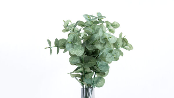Eucalyptus lead bush green - Image 4