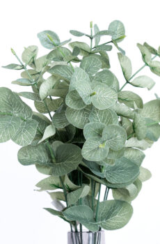 Eucalyptus lead bush green