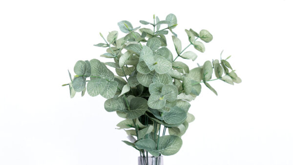 Eucalyptus lead bush green