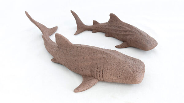 Tiburones pared canela - Image 3