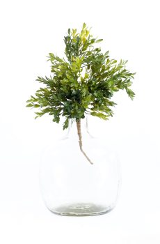 Arbolita tea