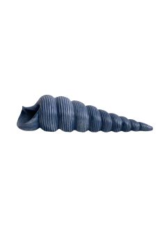 Caracol largo