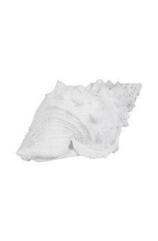 Conch shell white