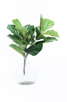 Fiddle branch